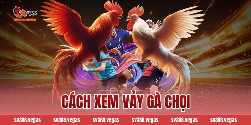 Cách Xem Vảy Gà Chọi: Cẩm Nang Toàn Tập Từ Nhập Môn Đến Bậc Thầy